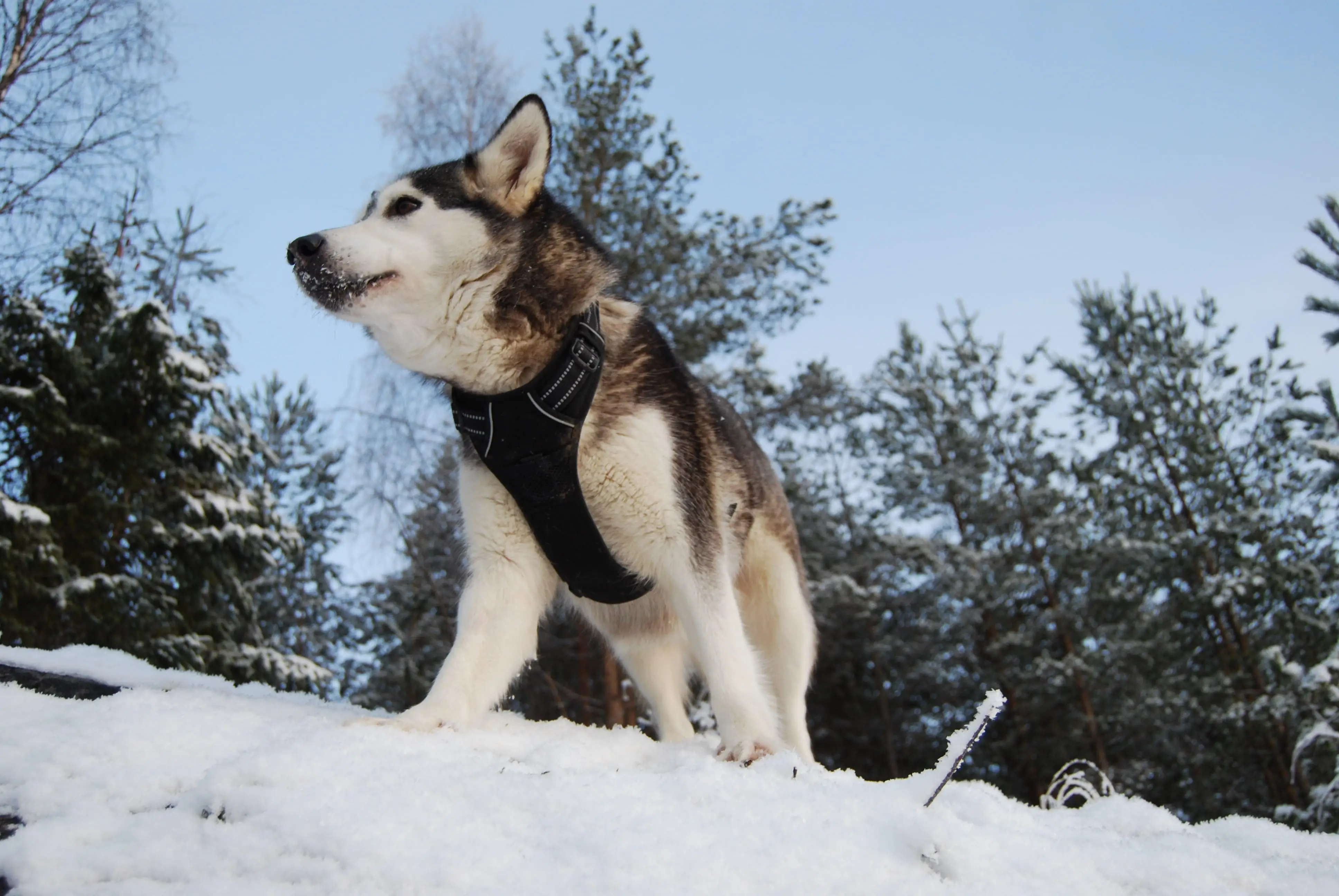 Настоящая любовь эргономичная Ткань Оксфорд 3 м отражатель линии безопасности