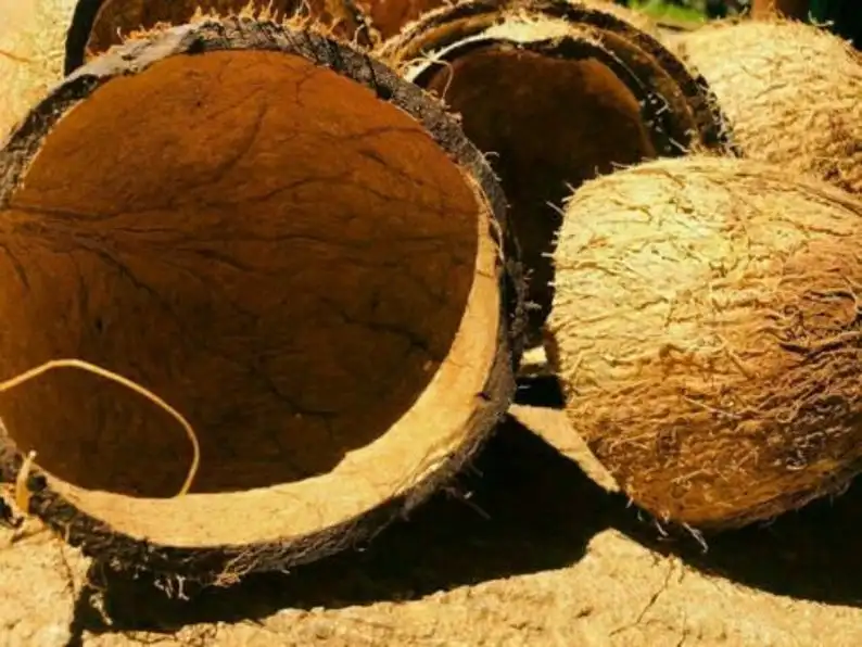 2 шт. половинки из кокосовой скорлупы высушенные на солнце |