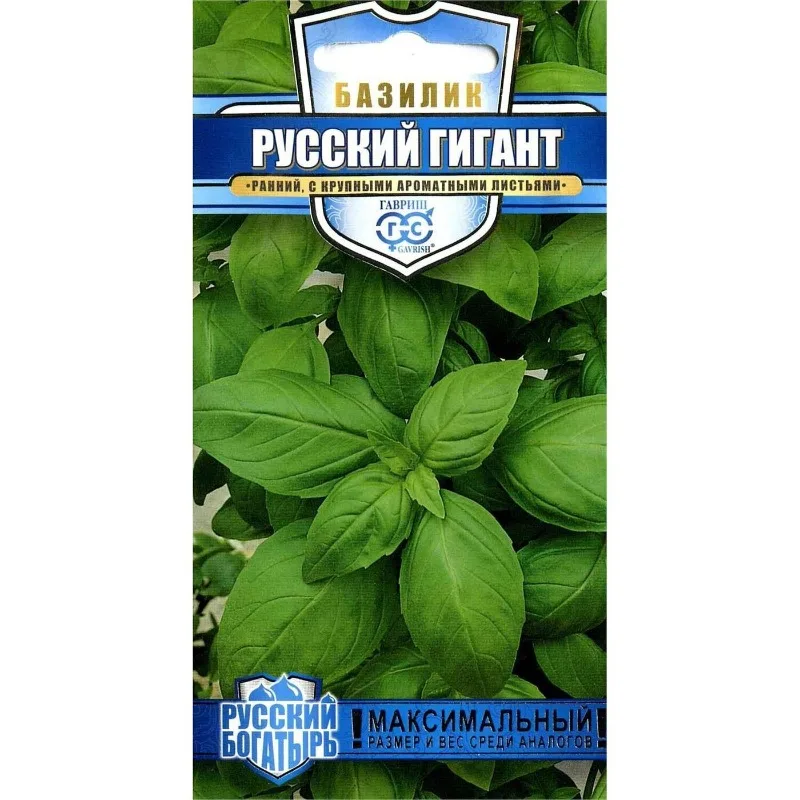 Russian giant Basil Green 0 3G Gavrish seeds dacha garden |
