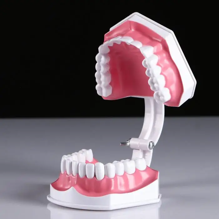 Макет 'Челюсти человека' 12*9см |