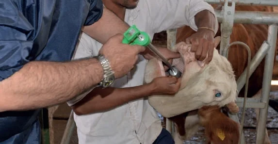 Селвет™Таблетки для овец и крупного рогатого скота магнитный зонд