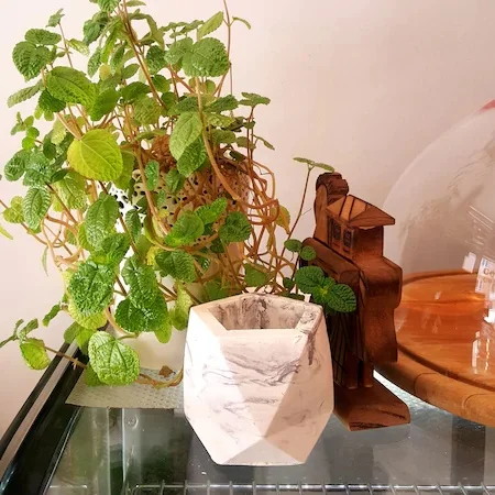 

LikeToGift Concrete Flower Or Cactus Pot / Flower Planter For Home Decoration / Decorative / Gift For Christmas or Halloween