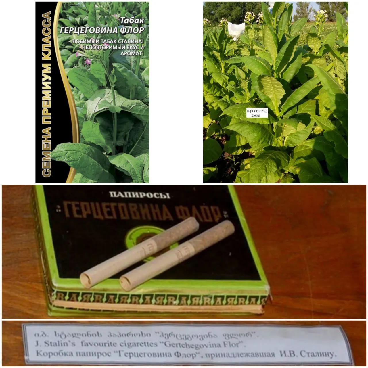 Табак курительный семена Герцеговина Флор (1 упаковка) Любимый табак Сталина!!! -
