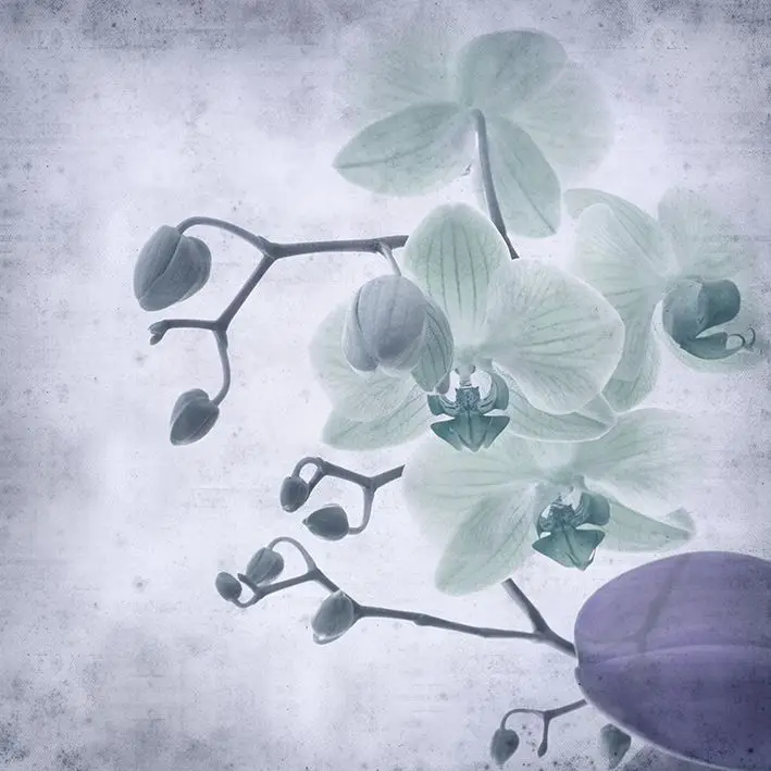 

Curtain Orchid Flowers Phalaenopsis Photo in Vintage Colors Floral Artwork Printed Purple Green Gray