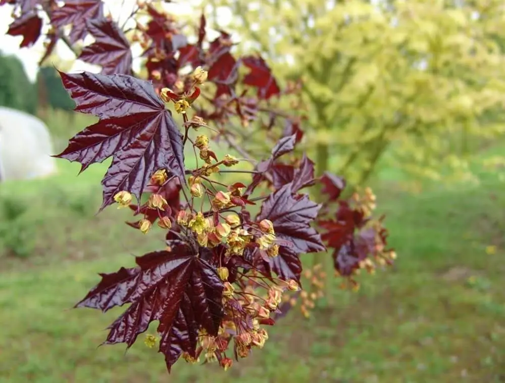 Клен Пурпурный &quotCrimson King” (Acer platanoides ɼrimson King') семена 20 шт. + подарок | Дом и сад