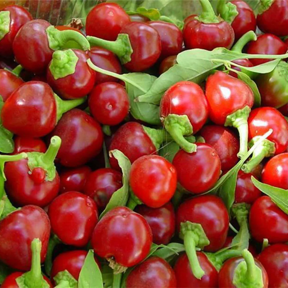 перец острый бикиньо красный. перец семена хот черри. перец чили табаско. перец чили маленький. перец острый рокита.