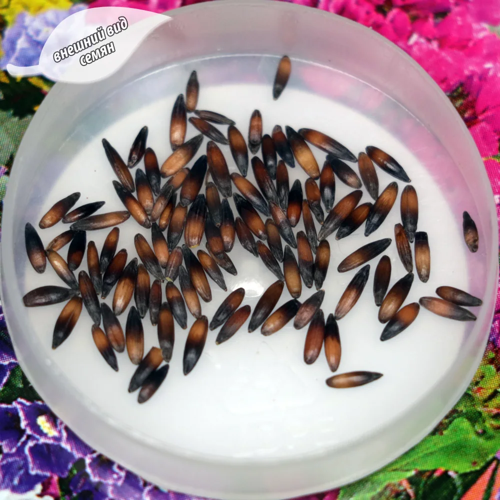 Семена Статица долгоцветущая Букетная смесь окрасок (2 пакетика по 0 2г/90шт в