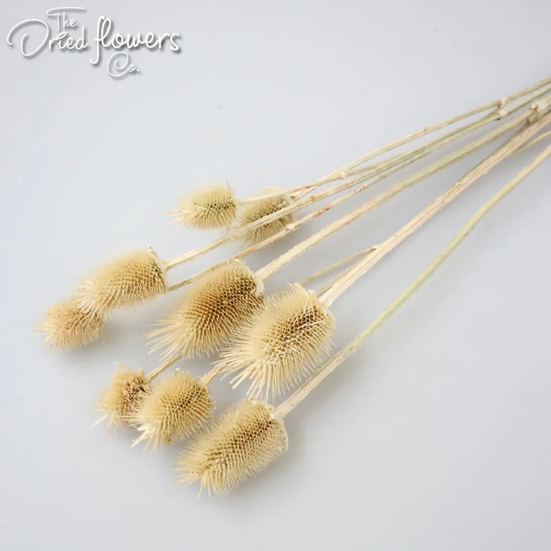 Сушеные лимоны натуральные зеленые фиолетовые сушеные растения Органический