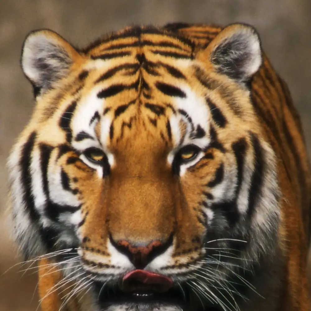 Модульная картина 3 модуля Тигр на прогулке. Для дома. вертикальные картины в