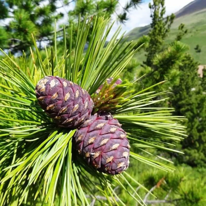 Сибирский кедр (pinus sibirica du tour). Каталог сибирские кедры. Сосна́ сиби́рская кедро́вая (pínus sibírica). Каталог сибирские кедры. Каталог сибирские кедры.
