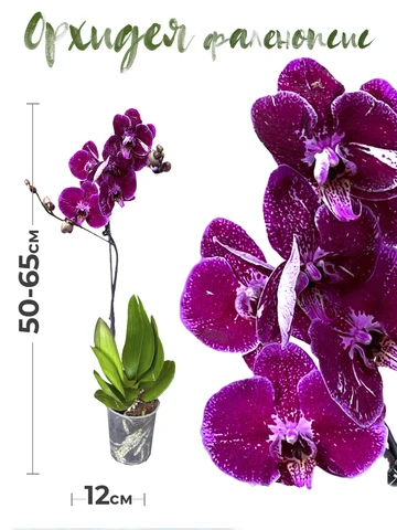 Растение комнатное GRIN Store Орхидея фаленопсис 1 ствол 12 дм живой цветок в горшке для декора дома и офиса , фиолет. РС00002
