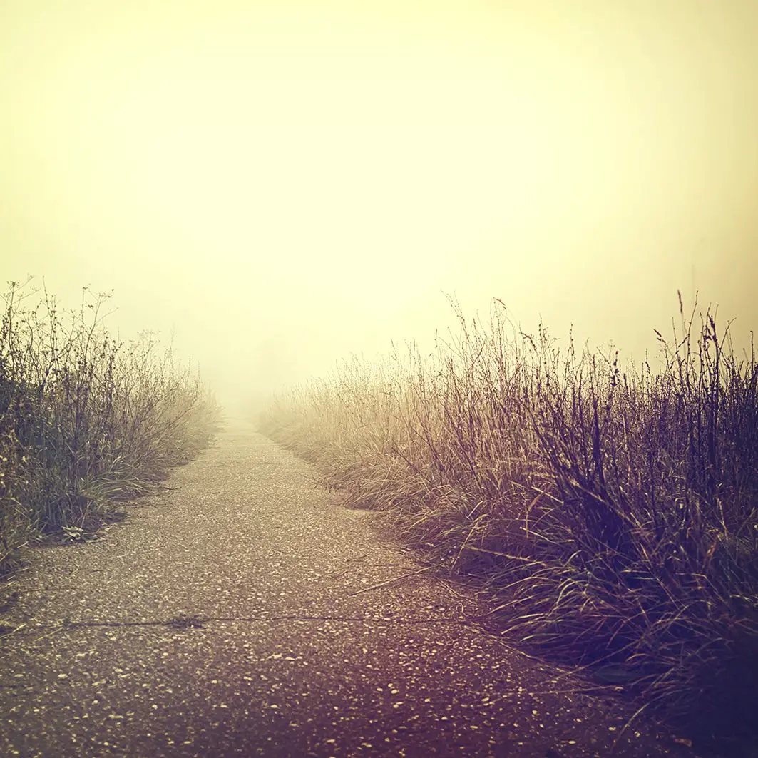 

Curtain Road to the Horizon at Sunrise Tall Grasses Pathway by Wild Nature Monochromic Photo Yellow Brown
