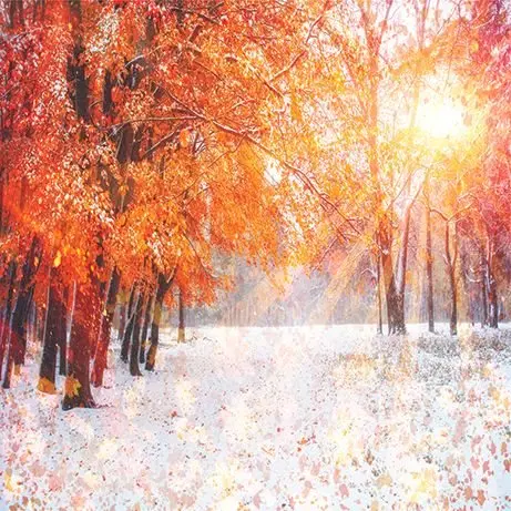 

Curtain First Snow Forest in Sun Shining Through Red Leaves Autumn Trees Winter Park Scenery Picture