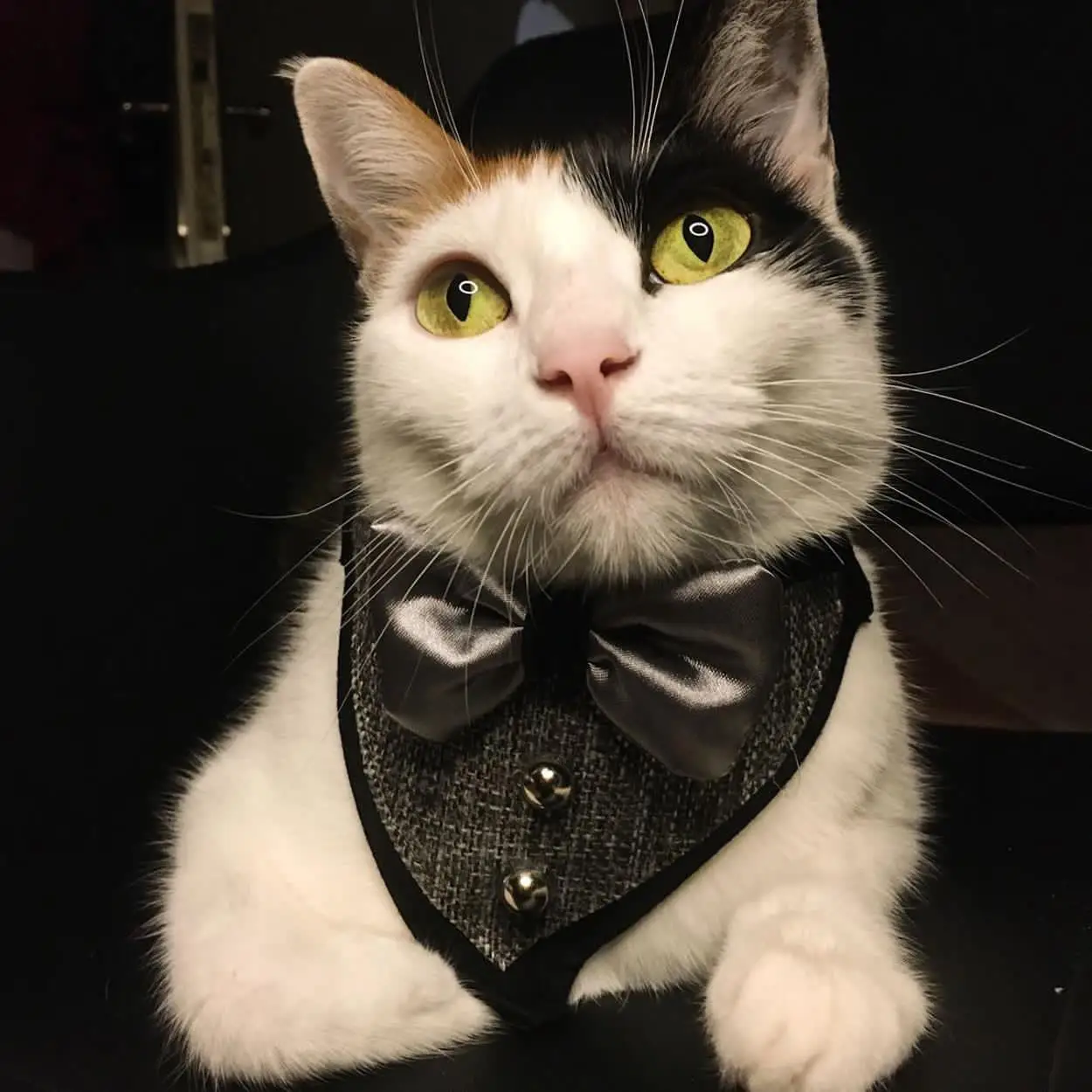 

Cat Collar, Bow Tie, Special Design, Cat Dresses, Cat Accessories, Tuxedo