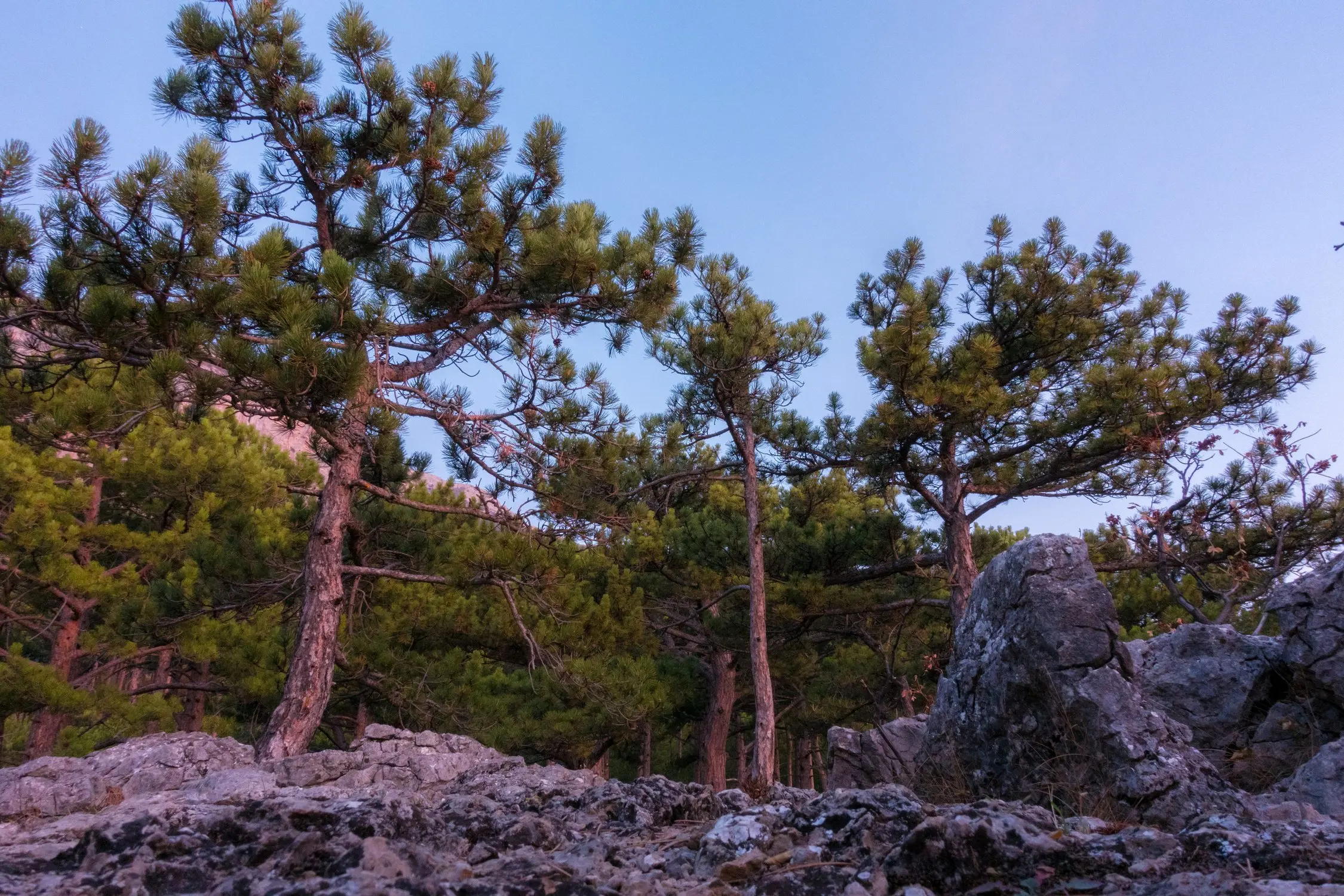 Сибирский кедр в тайге. Сосна крымская (палласа) pinus pallasiana. Сосна крымская (pinus pallasiana d. Кедровый стланик (pinus pumila). Кедр зона.