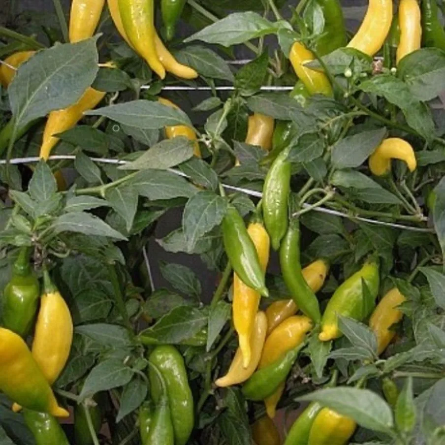 СЕМЕНА Перец острый Aji Lemon 5 ШТ | Дом и сад