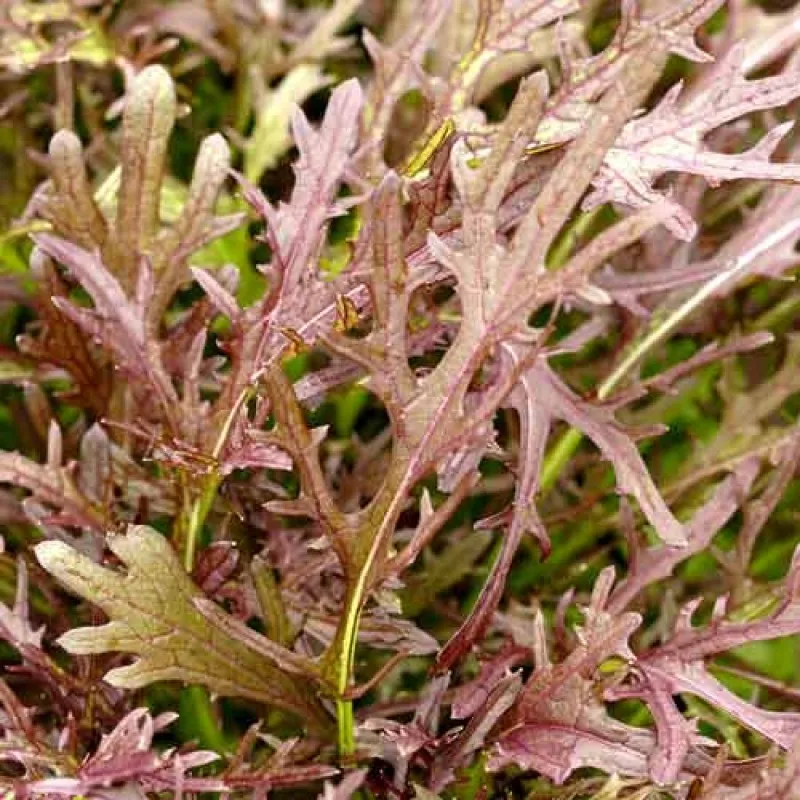 мизуна красная. мизуна красная. мизуна японская. микрозелень мизуна красная. капуста японская мизуна ред.