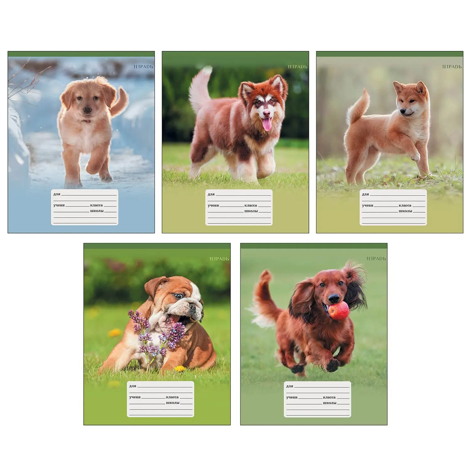 тетрадь предметная hatber pro собак алгебра. обложка с собаками. тетради с щенками. тетрадь собачка. обложка на тетрадь собаки.