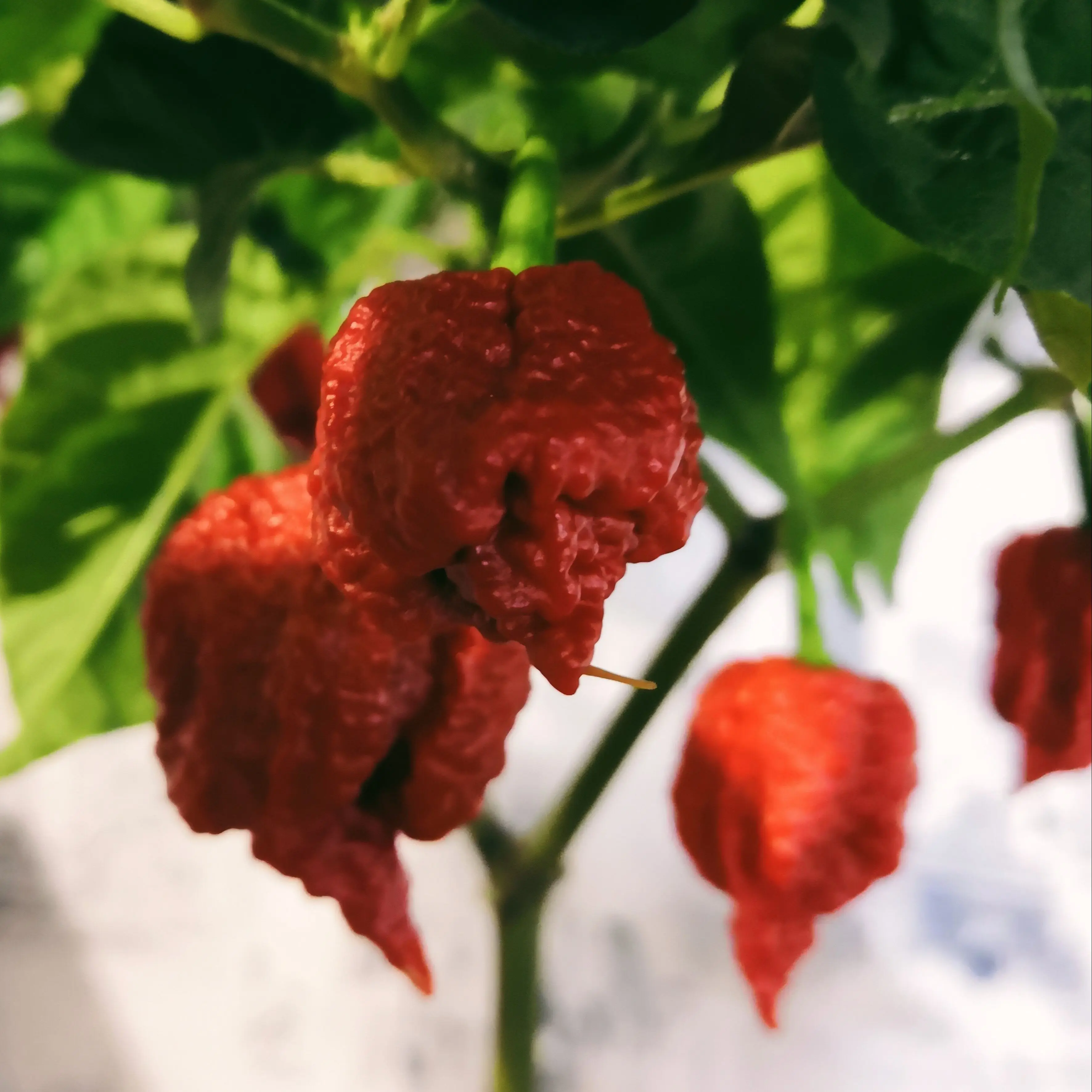 Купить Семена Острого Перца Каролина Рипер