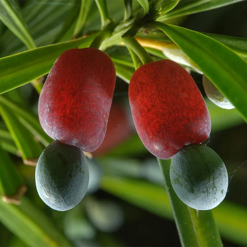 Ногоплодник Крупнолистный Семена 10шт + подарок|Семена| |