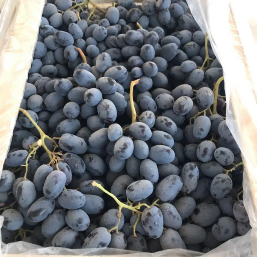 Виноград Черный Доктор - купить саженцы ягодных культур с доставкой по Украине в