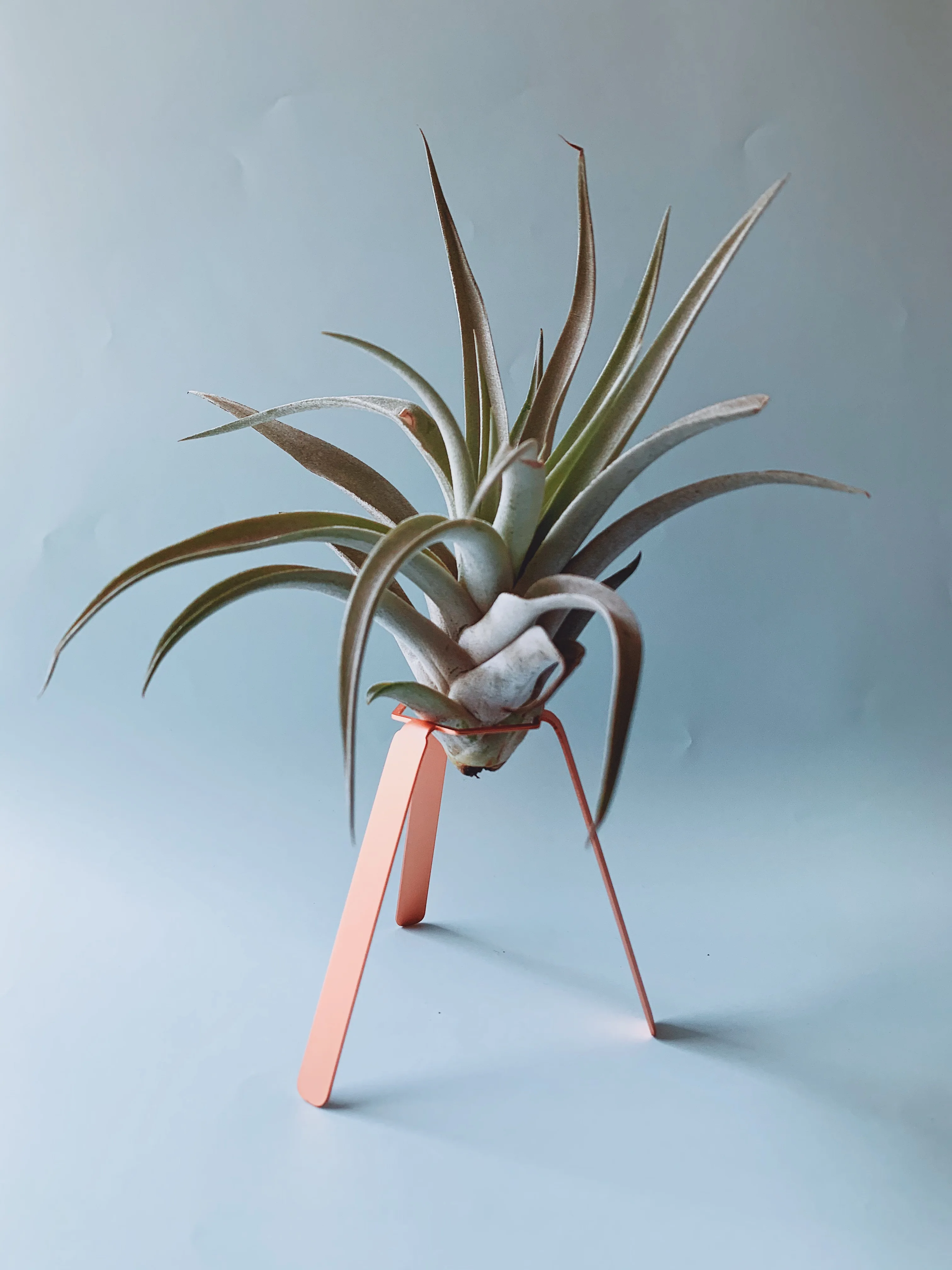 Airplant Abditha с декоративным держателем из розового металла ручной работы|Вазы| |