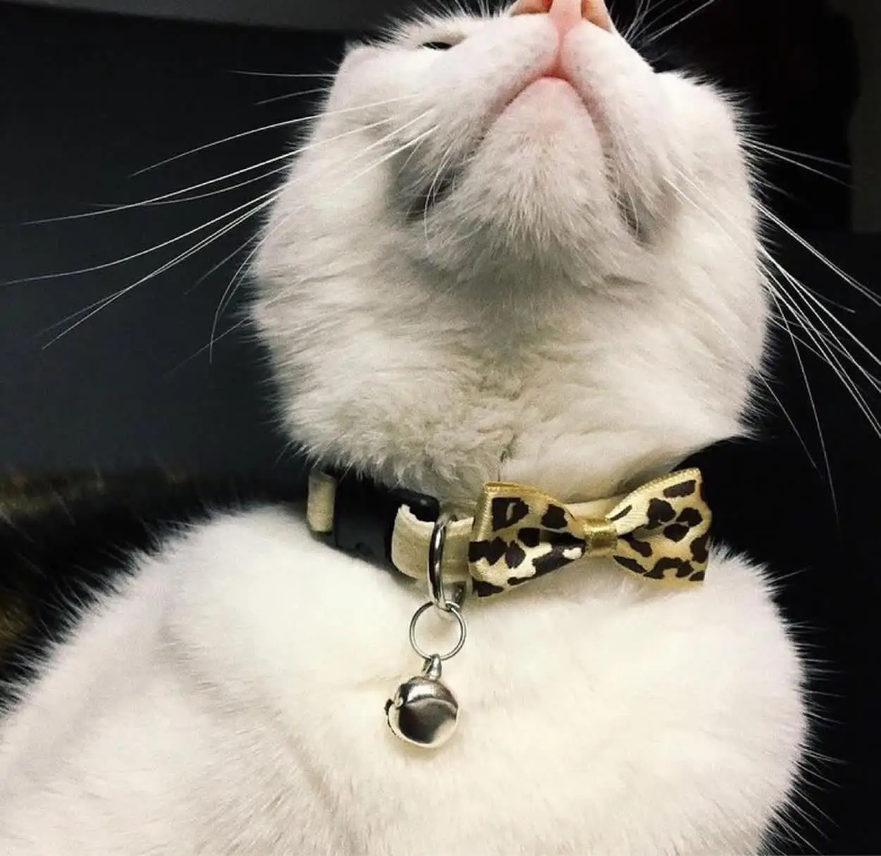 

Cat Collar, Special Design, Cat Dresses, Cat Accessories, Bow Tie, Silver, Black, Golden