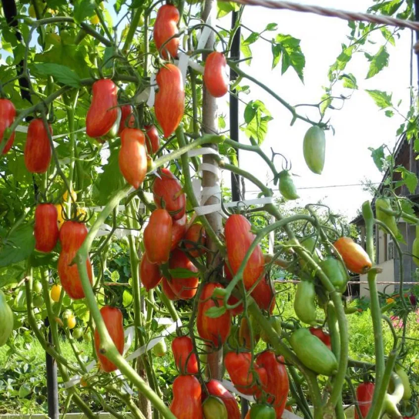 сладкий касади сорт томата. томат безумие касади. безумие касади томат описание. томат сладкий касади. помидоры безумие касади.