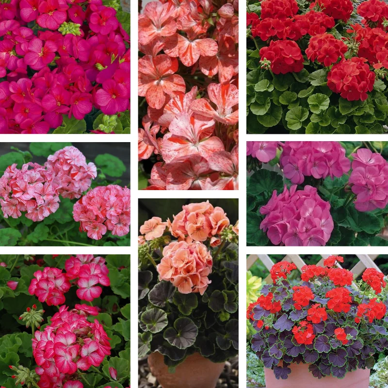 Купить Семена Редкой Пеларгонии