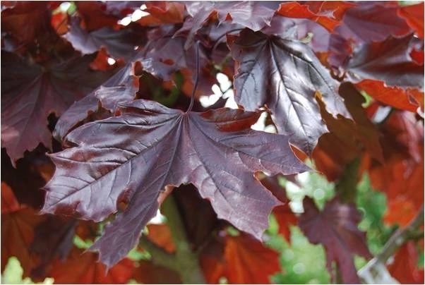 Клен Пурпурный &quotCrimson King” (Acer platanoides ɼrimson King') семена 20 шт. + подарок | Дом и сад