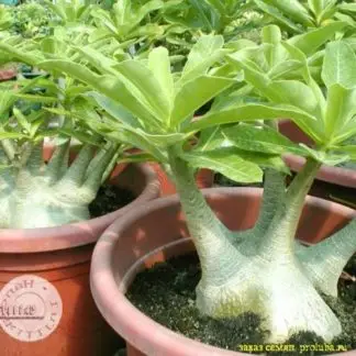 Сортовые семена adenium арабикум Сорт Бразильский 5 семян | Дом и сад