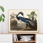 Луизианская цапля из птиц Америки, печатная картина, американские животные, птицы, природы, Настенная картина, декор для кухни и дома