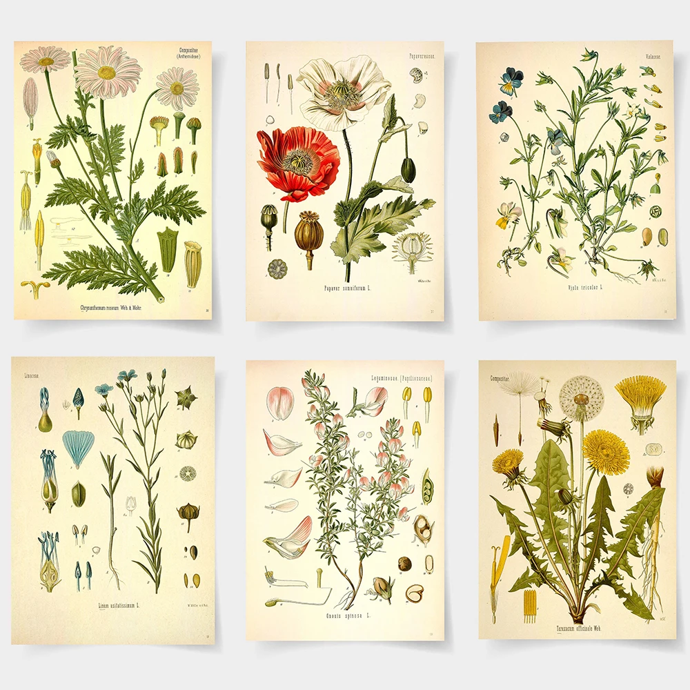 

Vintage Botanical Poster Wildflower Prints Painting Posters Retro French Plant Wall Art Print For Living Room Kitchen Home Decor