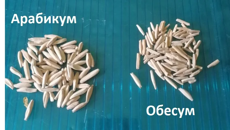 Сортовые семена adenium арабикум Сорт Бразильский 5 семян | Дом и сад