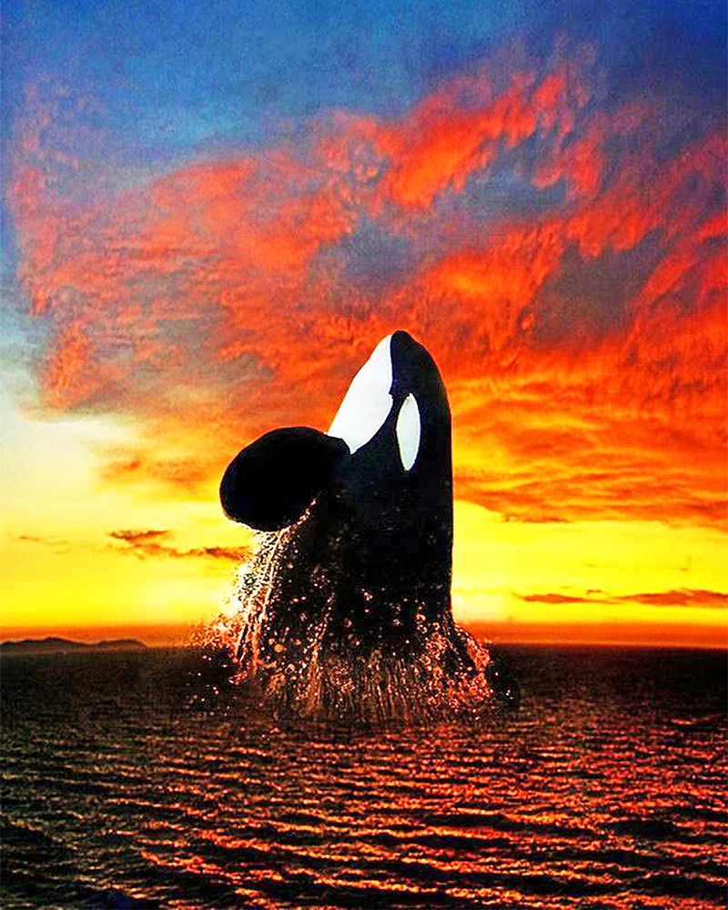 

《Whale from sea to sky》 picture painting by numbers home decor birthday present quadros decorativos