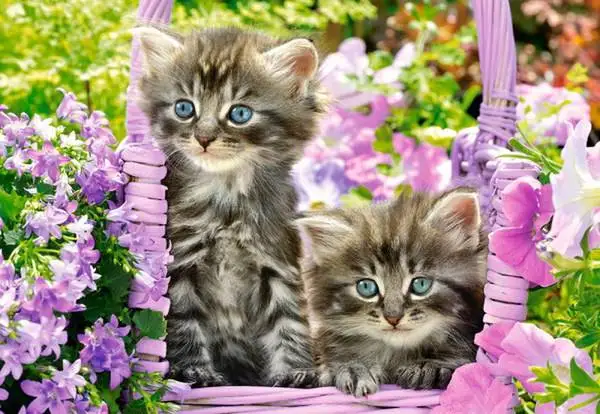 Puzzle animals 1000 element &quotkittens in the garden&quot Castorland с-104086 |