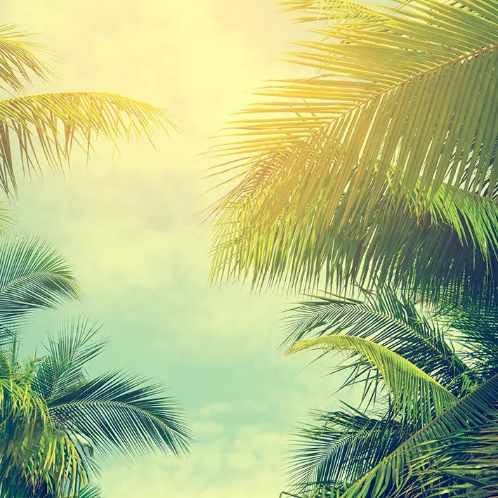 

Curtain Palm Trees Against Sky Tropical Coast Vintage Toned and Stylized Photo Printed Green Beige Yellow