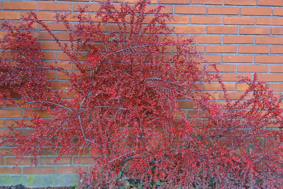 Кизильник горизонтальный (Cotoneaster horizontalis) семена 20 шт. + подарок | Дом и сад