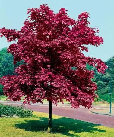 Клен Пурпурный &quotCrimson King” (Acer platanoides ɼrimson King') семена 20 шт. + подарок | Дом и сад