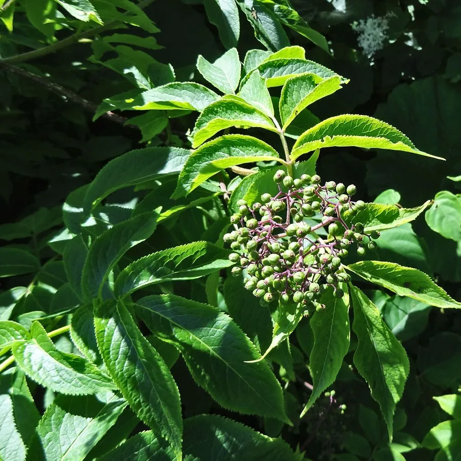 бузина черная дерево. бузина чёрная (sambucus nigra l. бузина остролистная. бузина лесная. бузина чѐрная (sambucus nigra l.