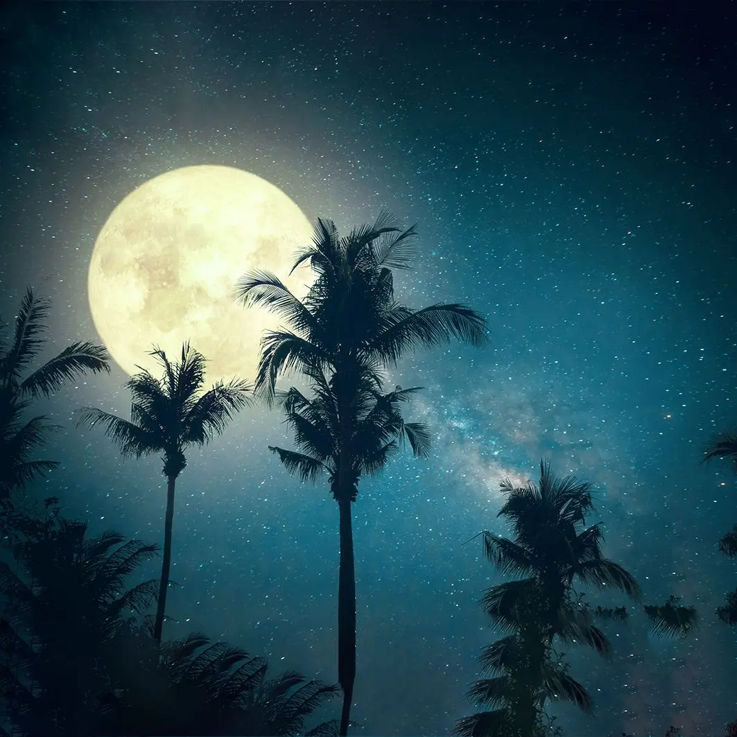 

Curtain Palm Tree Tropical Beach with Milky Way Stars and Full Moon in the Night Sky Vintage Colors Retro Style Artwork blue Yellow