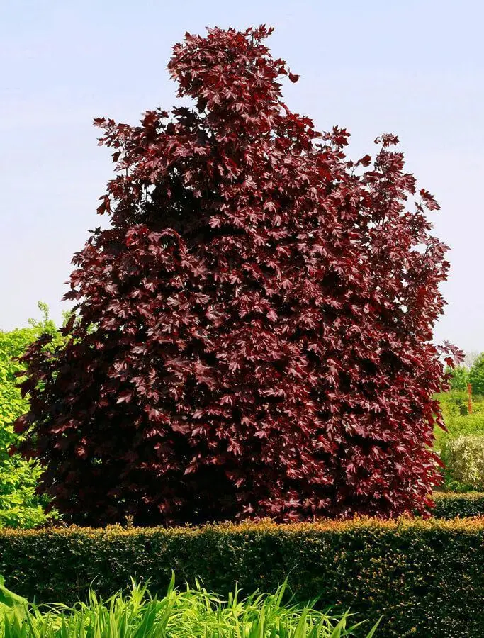 Клен Пурпурный &quotCrimson King” (Acer platanoides ɼrimson King') семена 20 шт. + подарок | Дом и сад