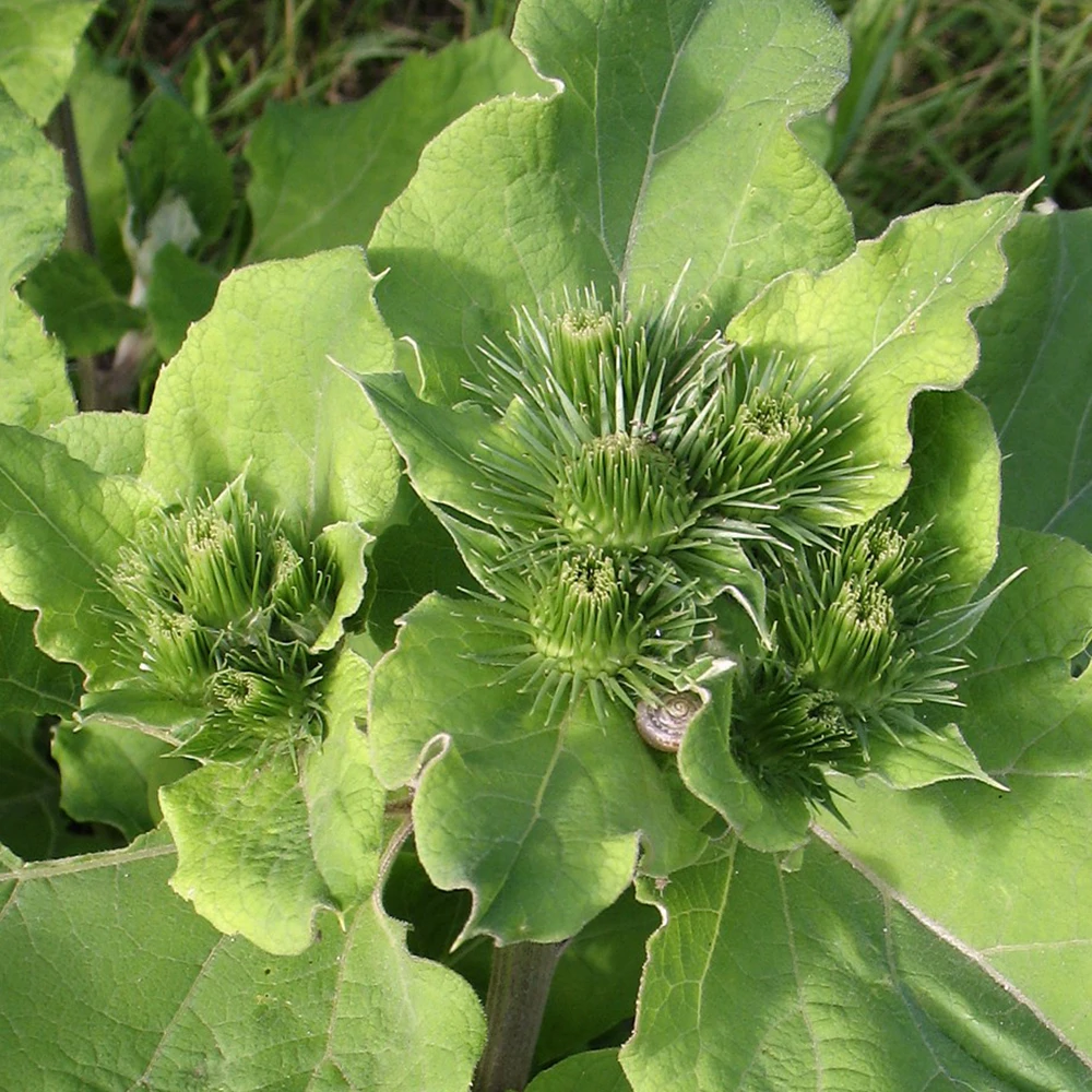 Arctium lappa. репейник луговой. репей лопух. репейник луговой. Arctium lappa l.