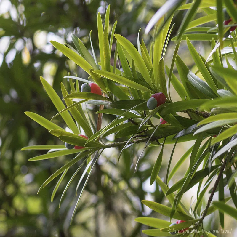 Ногоплодник Крупнолистный Семена 10шт + подарок|Семена| |