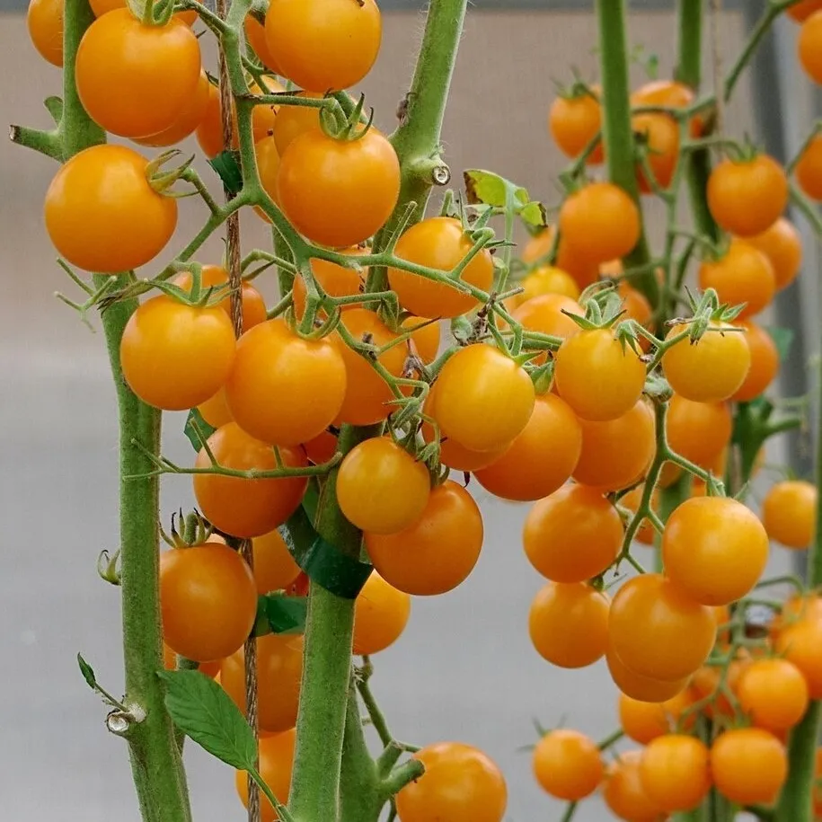 краски партнер. томат черри краски f1 партнер. томат черри краски f1. партнер томат черри краски f1 ^(5шт). томат черри краски f1.