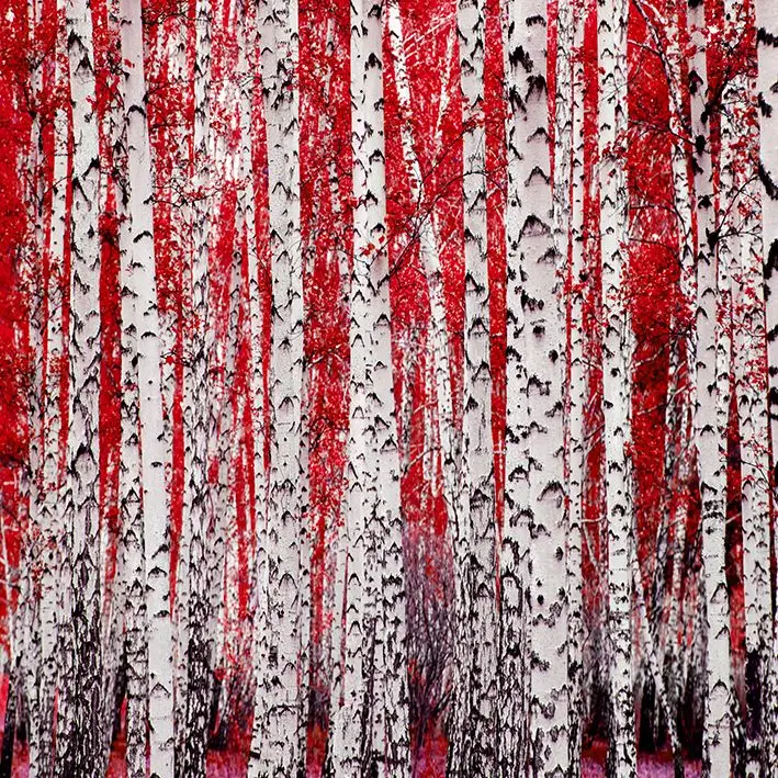 

Curtain Birch Trees Forest Springtime Freshness Nature Landscape Seasonal Scenery Red Gray
