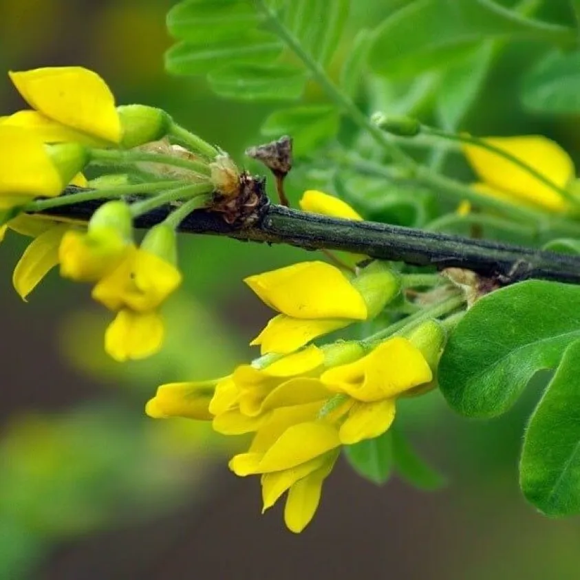 акация желтая карагана древовидная. карагана древовидная (caragana arborescens). акация желтая карагана древовидная. акация желтая caragana arborescens. акация древовидная (сaragana arborescens).
