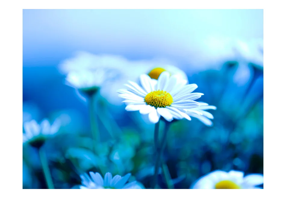 Фотообои-Маргаритка на лужайке светильник blue-350x270 см | Обустройство дома