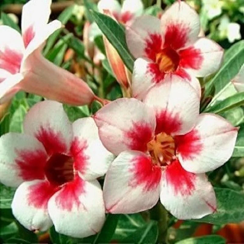 АДЕНИУМ Adenium Obesum Desert Rose Bright Gem семена цветы |