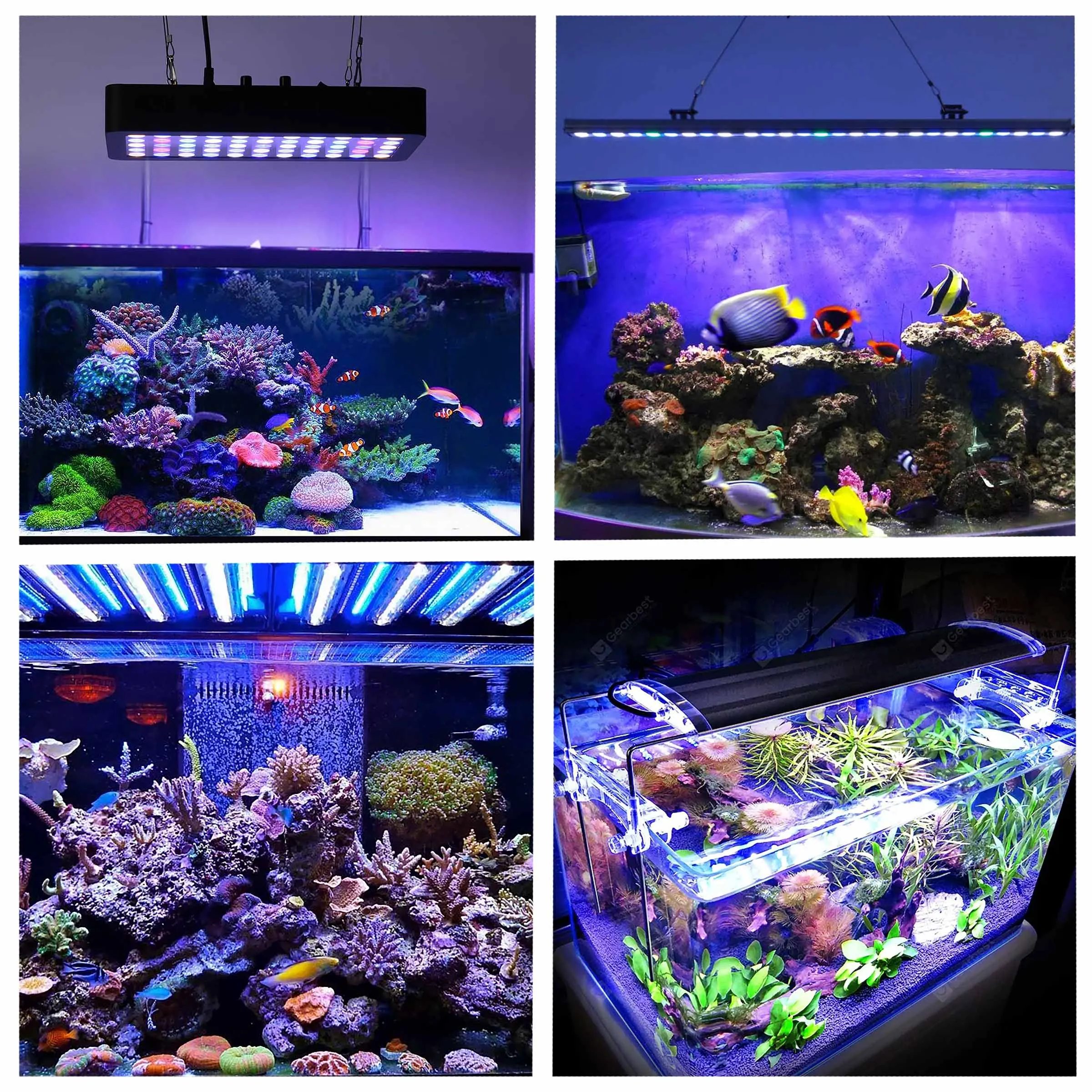 Где Можно В Москве Купить Фитоленту Оптом